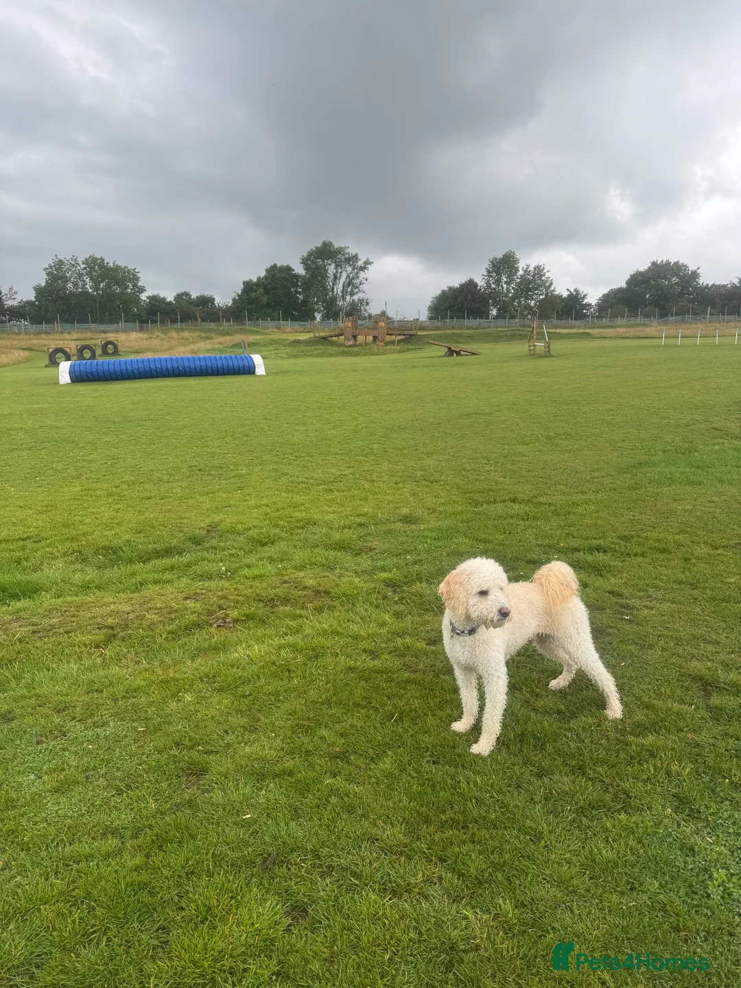 Cavachon dogs for sale: Apricot Cavapoochon - Juno - Advert 4