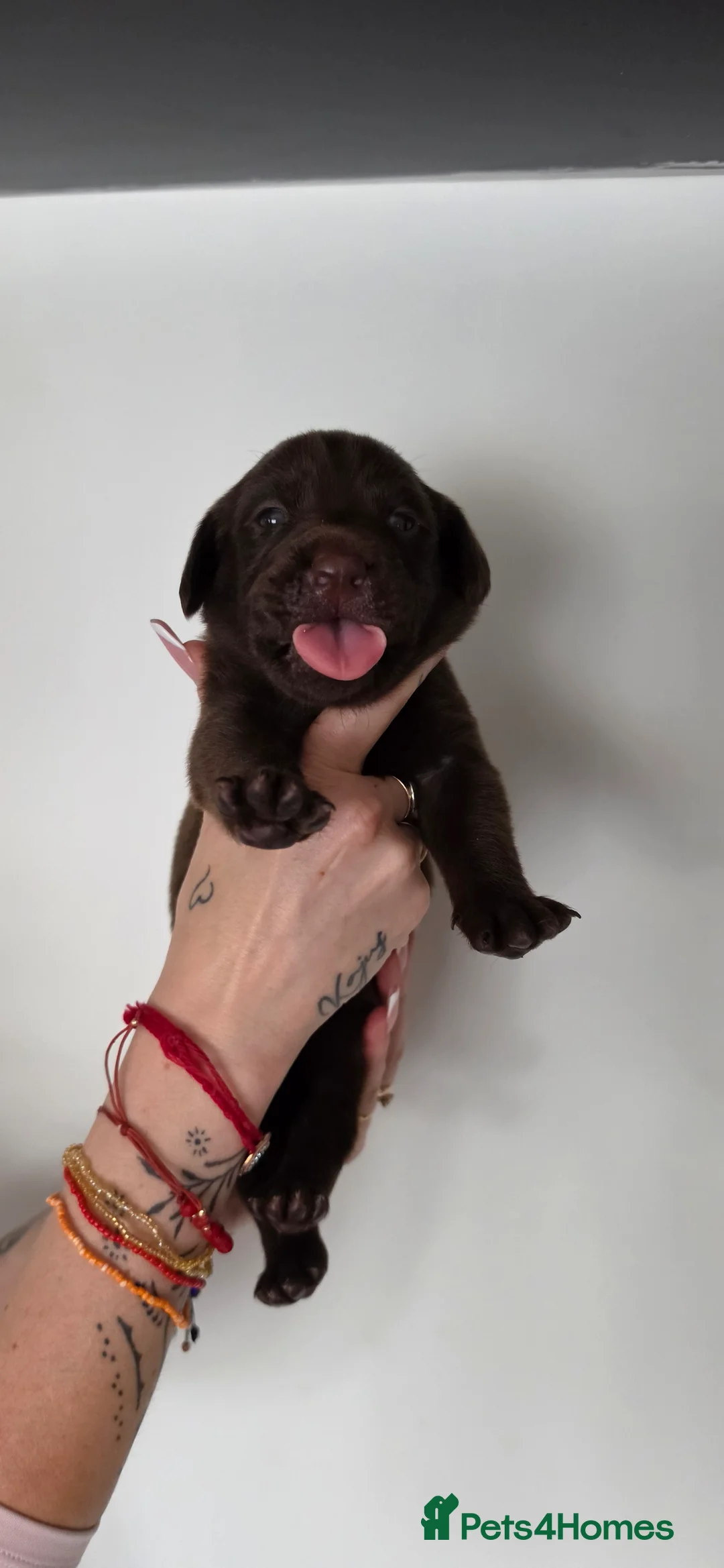 Labrador Retriever dogs for sale: STUNNING KC REG CHAMPION BLOODLINE PUPPIES 🏆🍫 - Advert 21