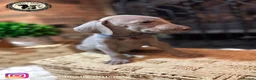 Weimaraner dogs for sale: 🐾KC Registered Blue & Silver Weimaraner Puppies🐾 - Advert 21