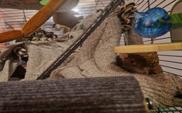 Rat rodents for sale: 3xfemale rats  - Image 5