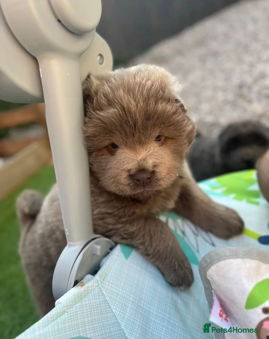 Chow Chow dogs for sale: Lilac and blue chow chows rare dna 🧬 at/at - Advert 1