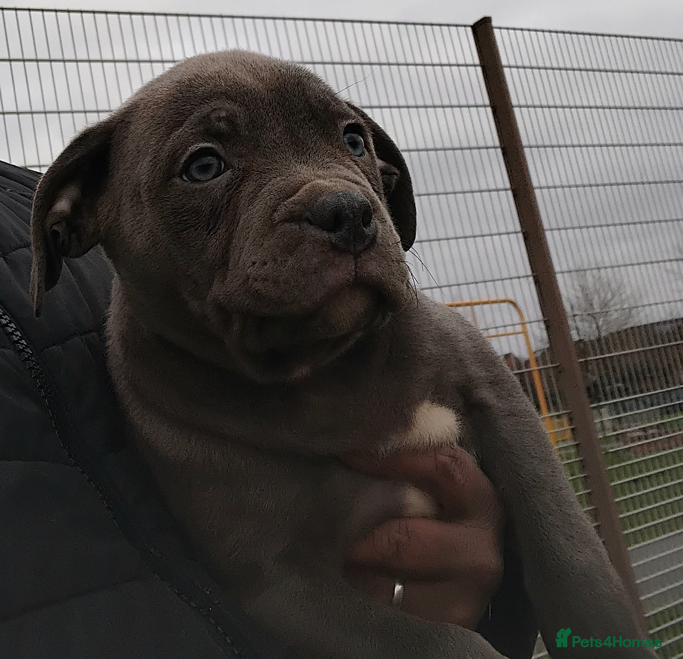Staffordshire Bull Terrier dogs Stunning BLUE Staffordshire bull terrier puppy - Advert 2