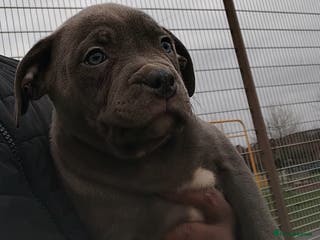 Staffordshire Bull Terrier dogs Stunning BLUE Staffordshire bull terrier puppy - Advert 18