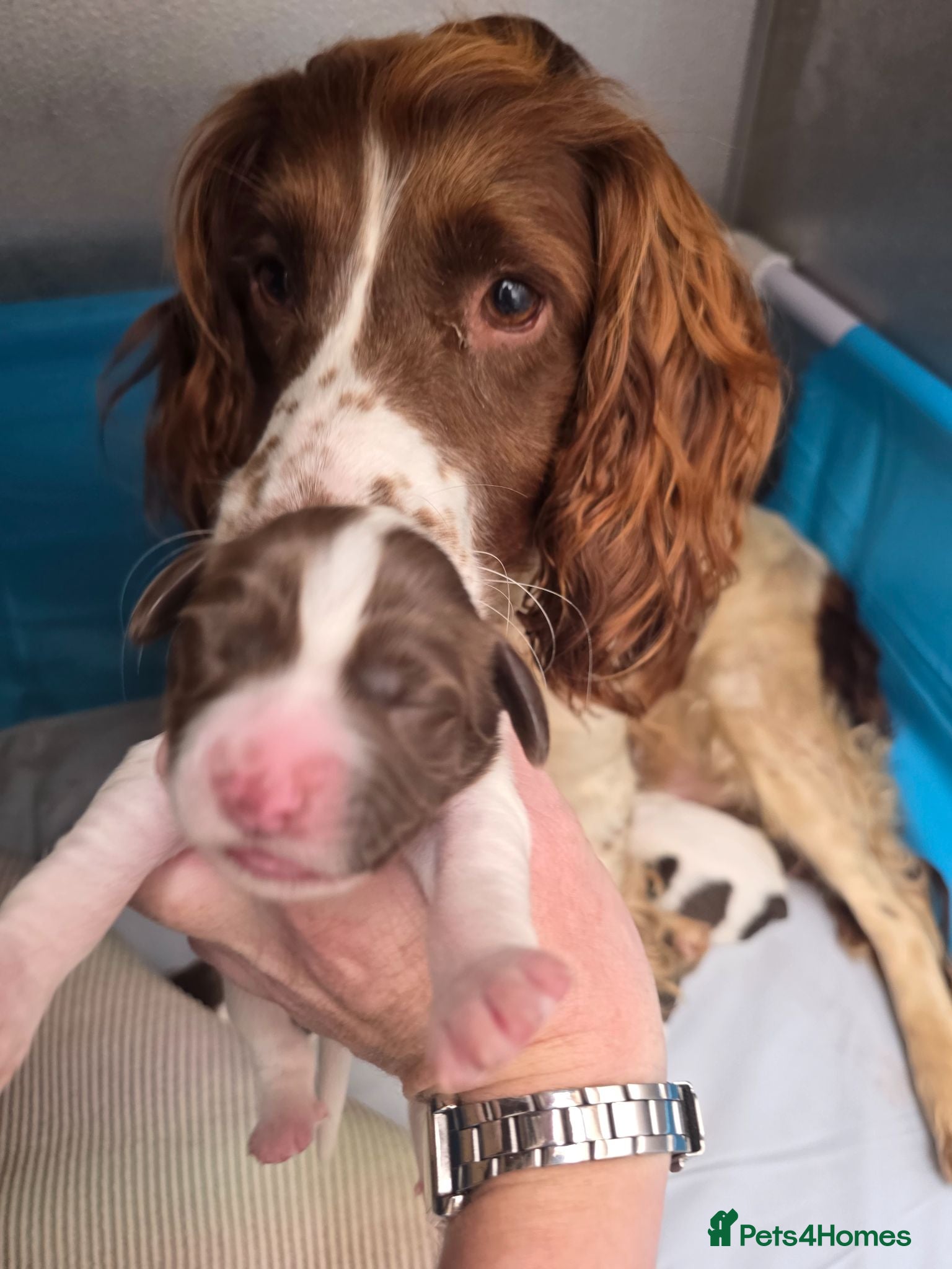 English Springer Spaniel dogs ⭐️ KC Home Reared Tested Springer Pups ⭐️ - Advert 2