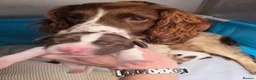 English Springer Spaniel dogs for sale: ⭐️ KC Home Reared Tested Springer Pups ⭐️ - Advert 2