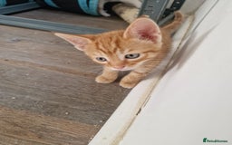 Mixed Breed cats for sale: 2 Ginger Boys, 1 Tabby Girl. Donate to charity - Image 19