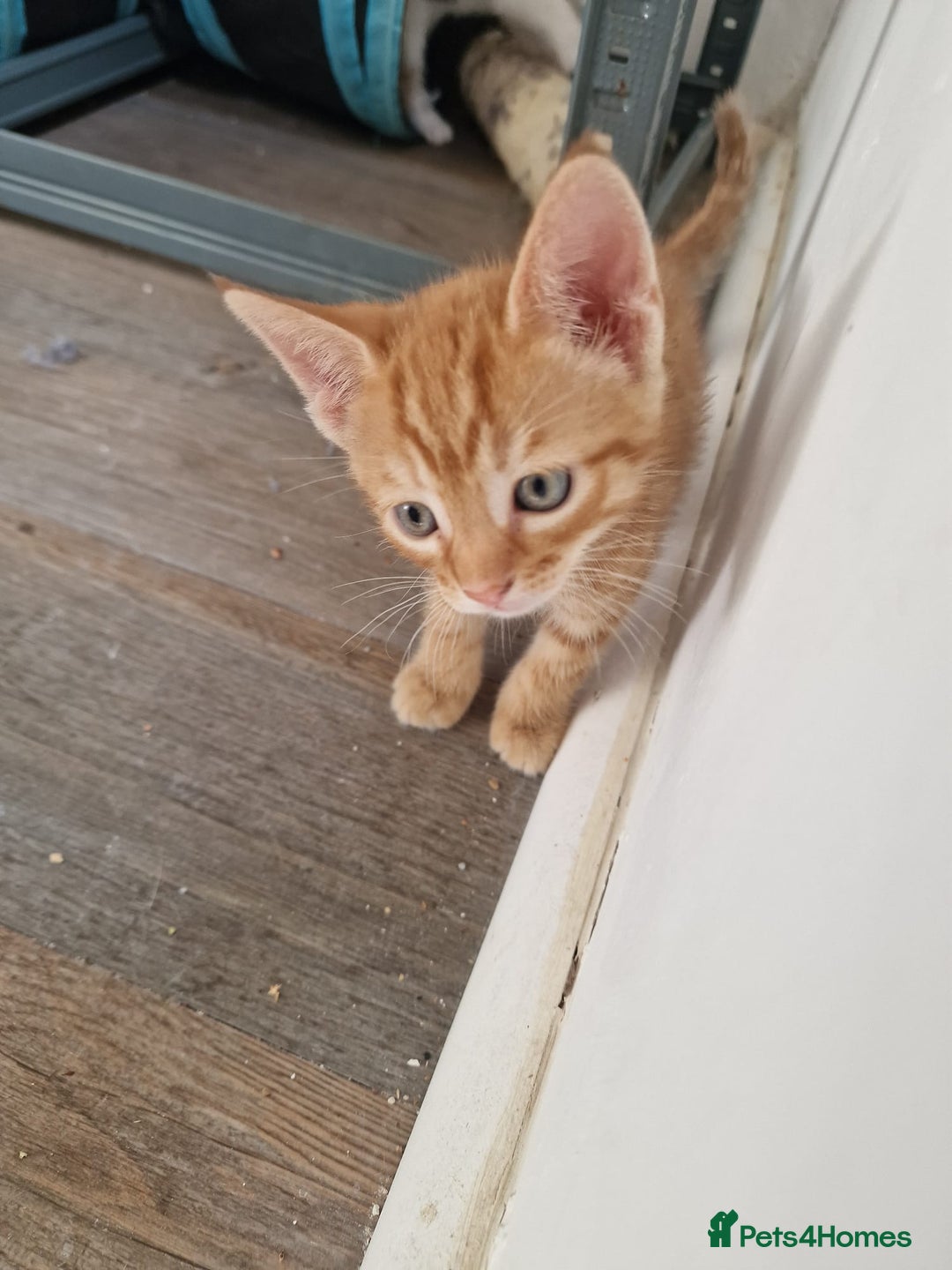 Mixed Breed cats for sale: 2 Ginger Boys, 1 Tabby Girl. Donate to charity - Image 19