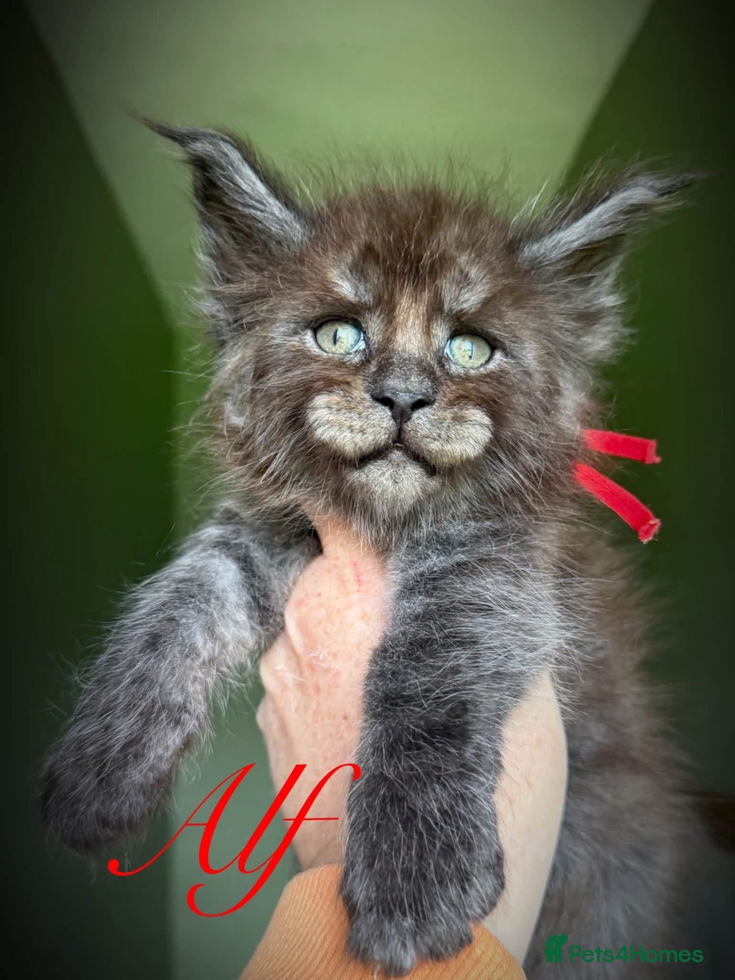 Maine Coon cats 9 STUNNING BLACK SMOKE MAINE COON CUBS  - Advert 2