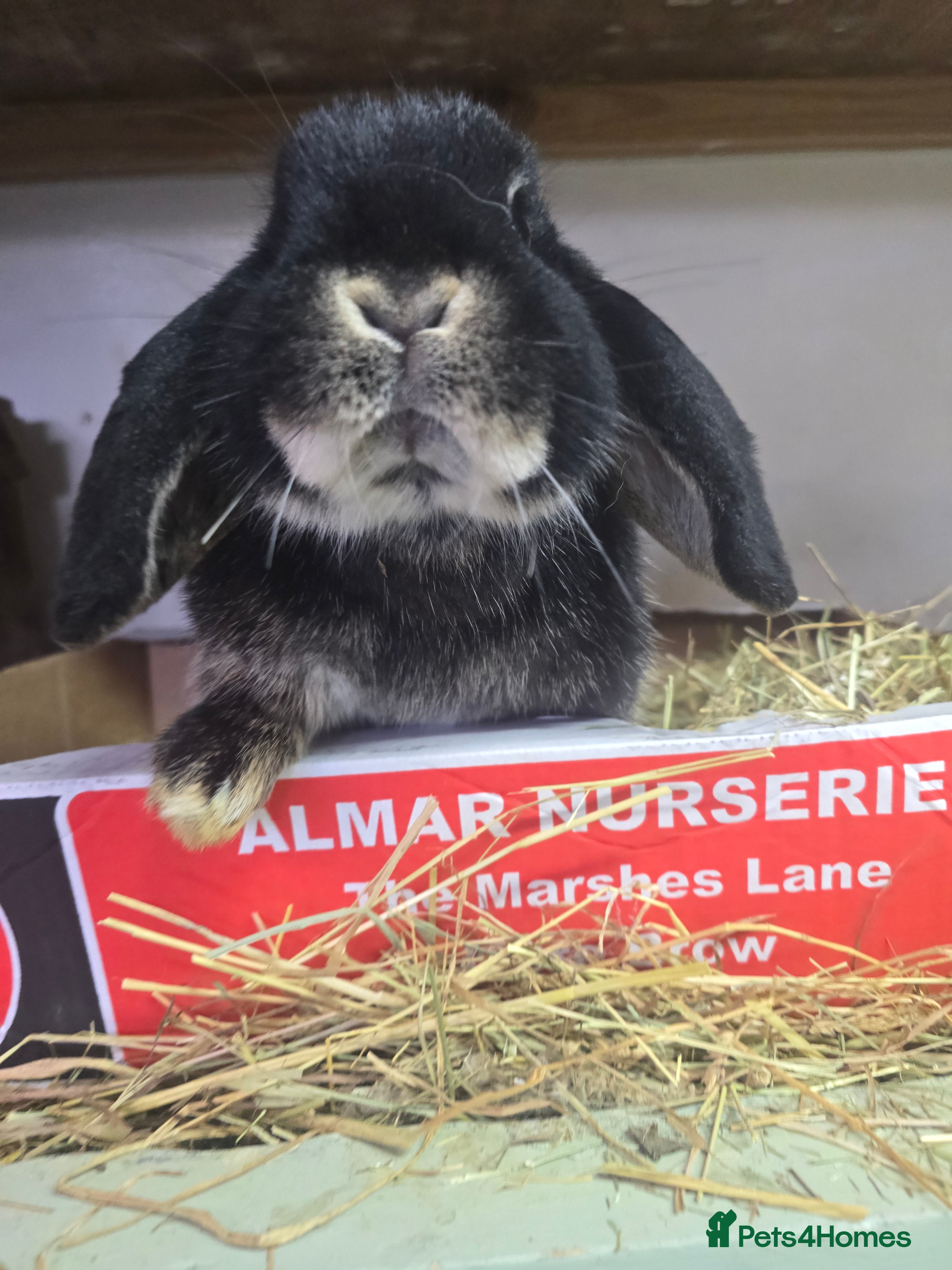Mini Lop rabbits 2 sister females mini lops all 8 months old rescue - Advert 15