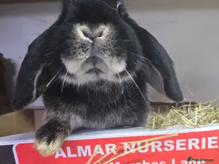Mini Lop rabbits 2 sister females mini lops all 8 months old rescue - Advert 15