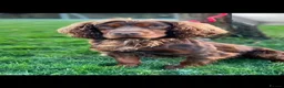 Cocker Spaniel dogs for sale:  Working Chocolate spaniels babies - Advert 4