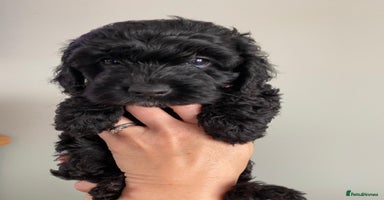 Cockapoo dogs - Advert 16