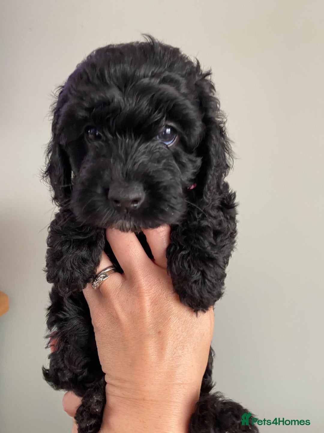Cockapoo dogs for sale: Beautiful F1 Cockapoo girl - Image 2