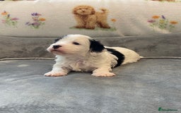 Cavapoo dogs for sale: Super cute, health tested, friendly Cavapoo pups  - Image 20