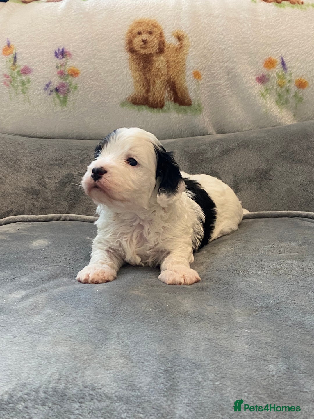 Cavapoo dogs for sale: Super cute, health tested, friendly Cavapoo pups  - Image 20