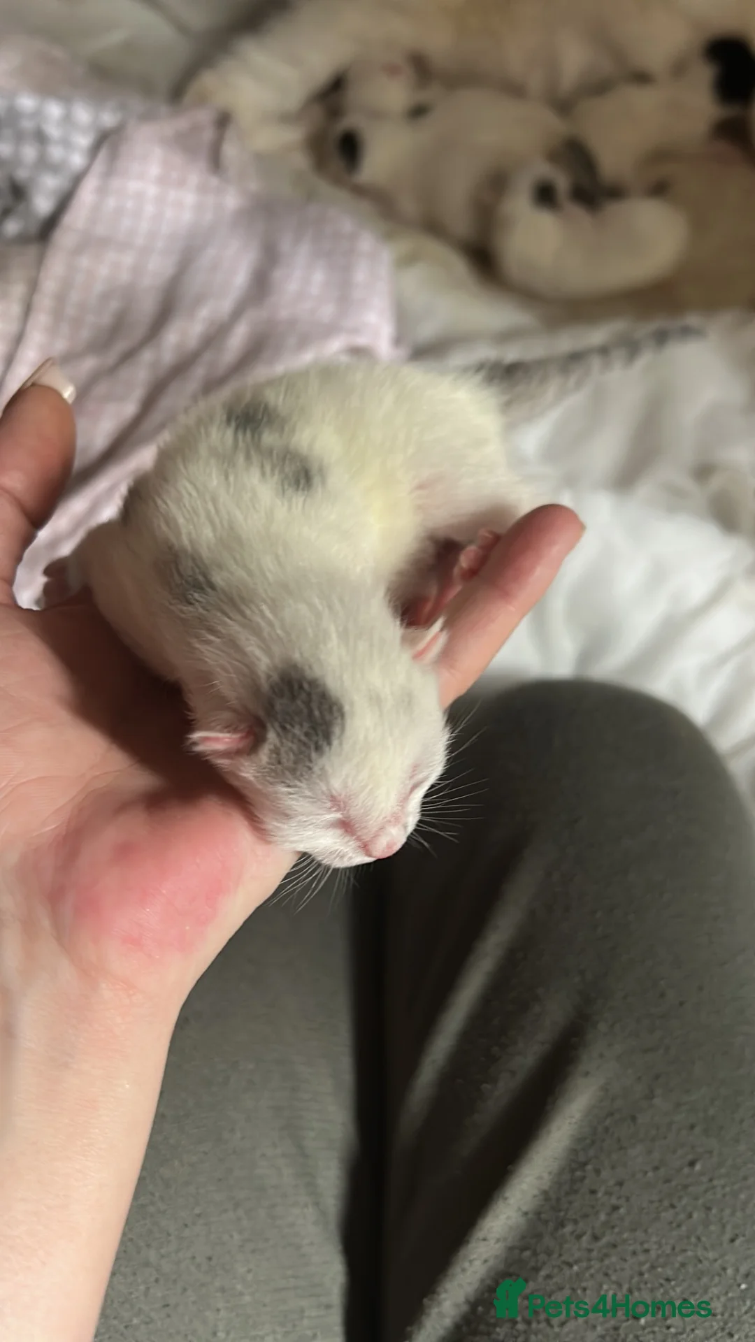Mixed Breed cats for sale: Beautiful kittens  - Advert 5