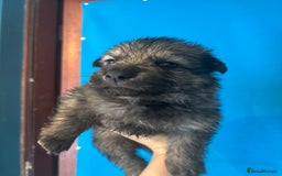German Shepherd dogs for sale: 10 German Shepard Puppies for sale  - Image 4
