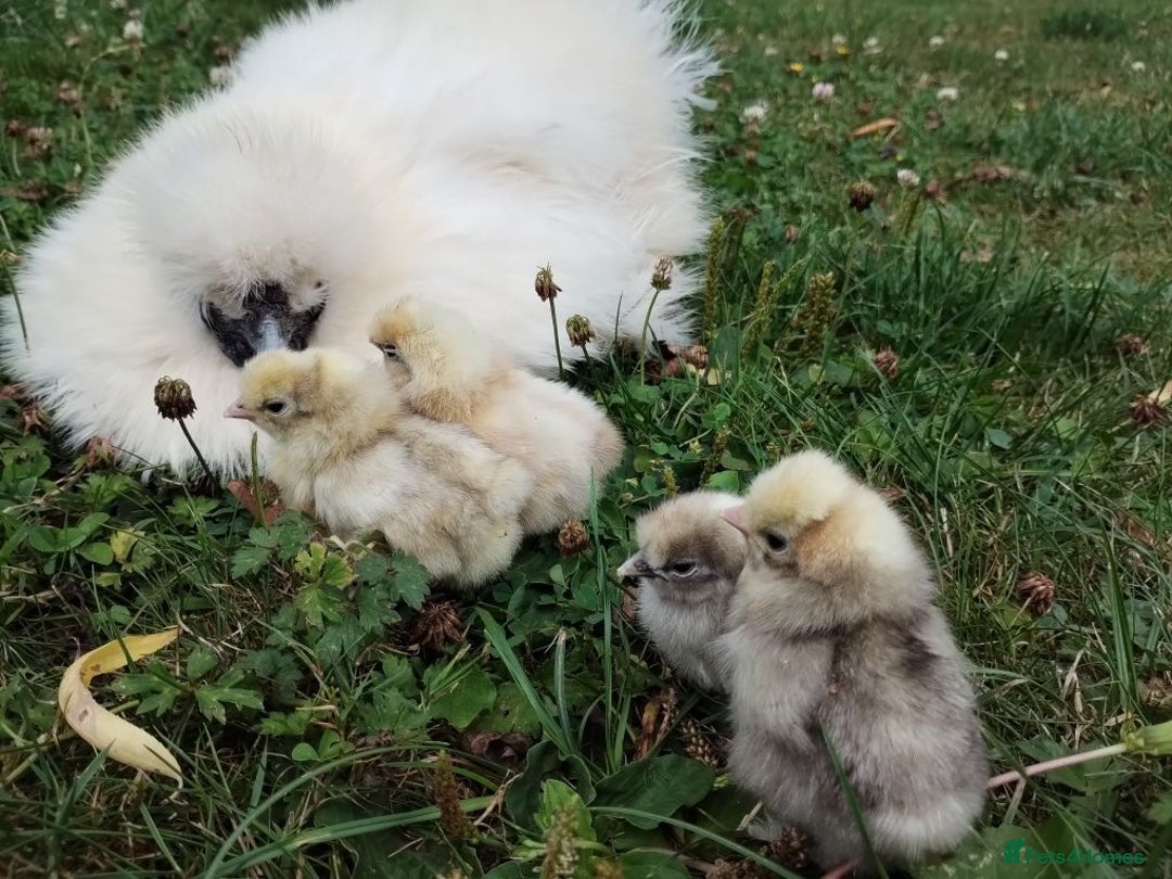 Chickens poultry for sale: Silkie chicks - Image 3