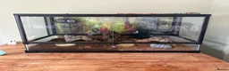 Scorpions invertebrates for sale: Asian forest scorpion  in Belper - Advert 1
