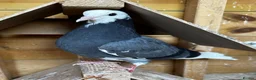 Pigeons birds for sale: Birmingham rollers for sale  - Advert 3
