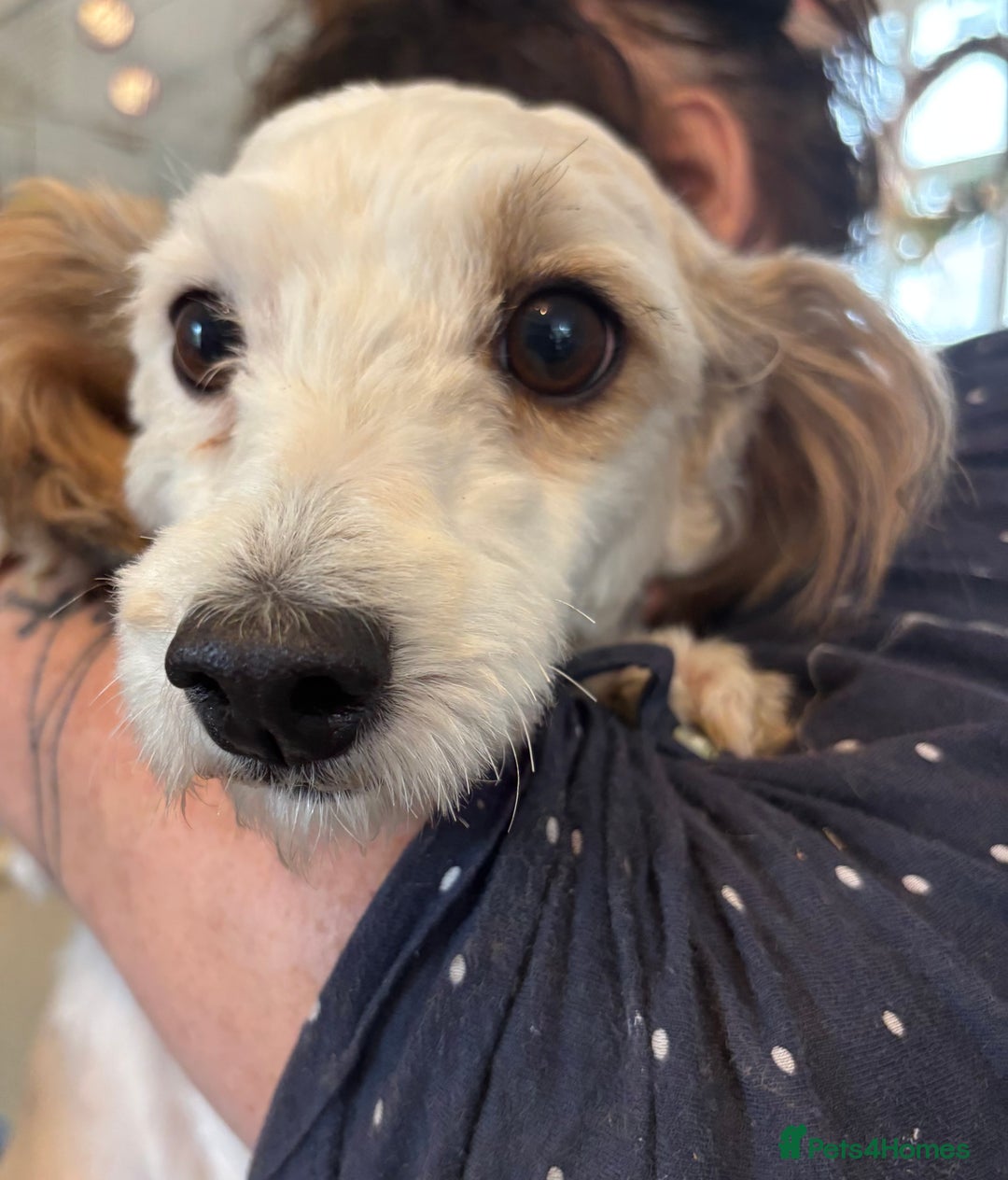 Mixed Breed dogs for sale: Beautiful sisters needing new homes  - Image 3