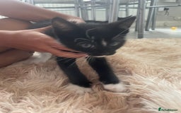 Mixed Breed cats for sale: Male kitten - Image 4