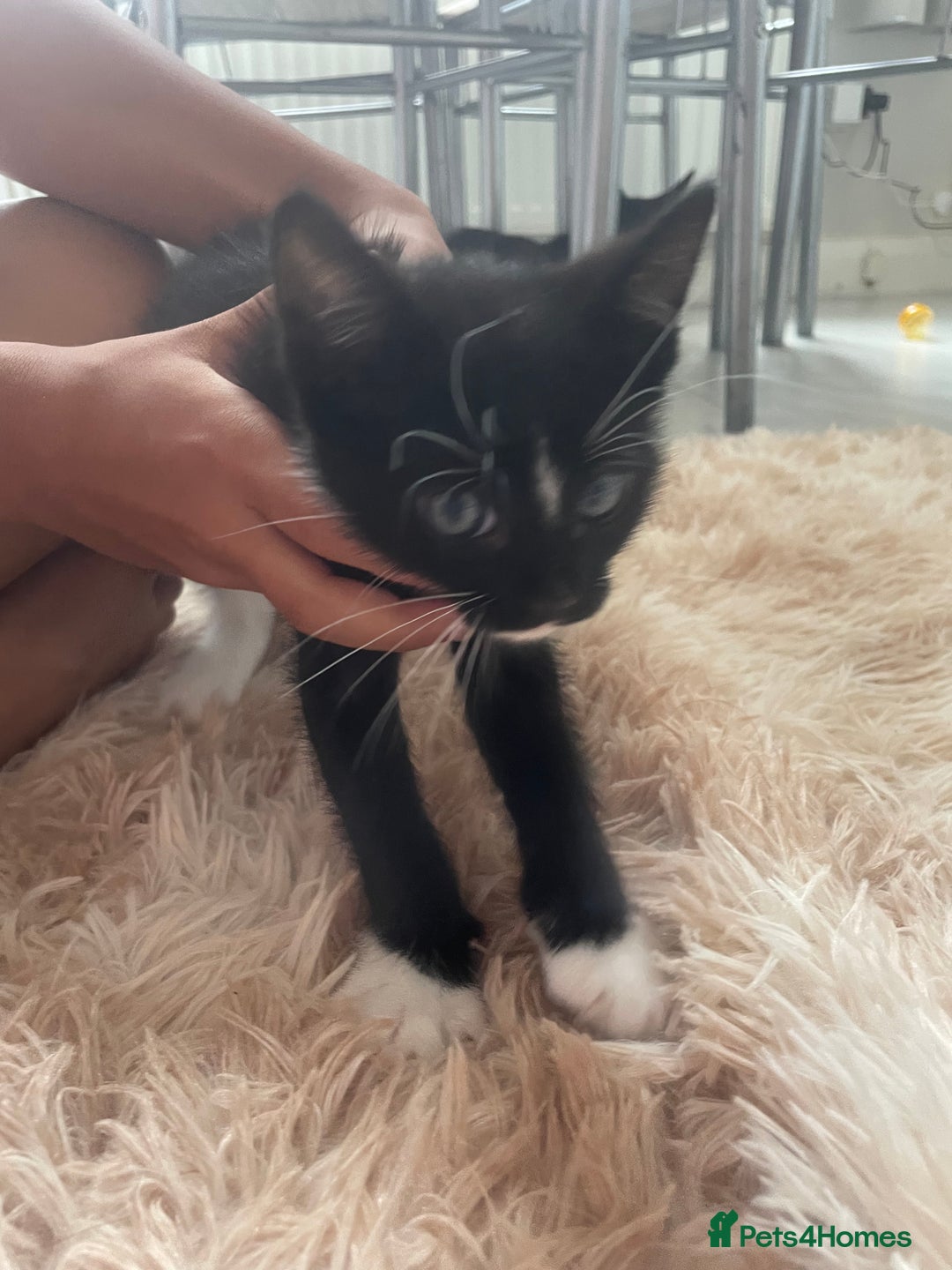 Mixed Breed cats for sale: Male kitten - Image 4
