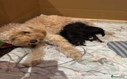 Cockapoo dogs for sale: Cockapoo puppies 2 multi colour, 2 black  - Image 2