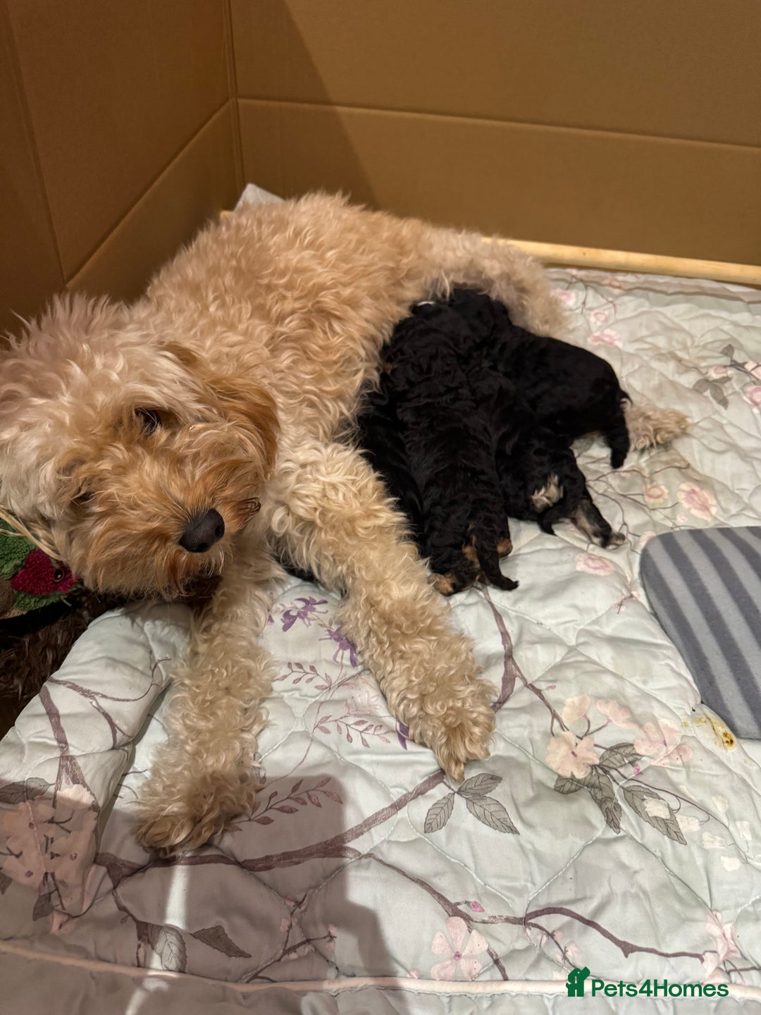 Cockapoo dogs for sale: Cockapoo puppies 2 multi colour, 2 black  - Image 2