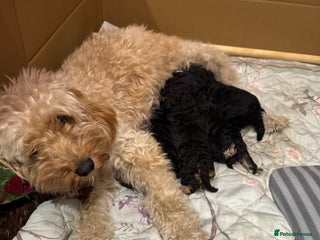 Cockapoo dogs Cockapoo puppies 2 multi colour, 2 black - Advert 8