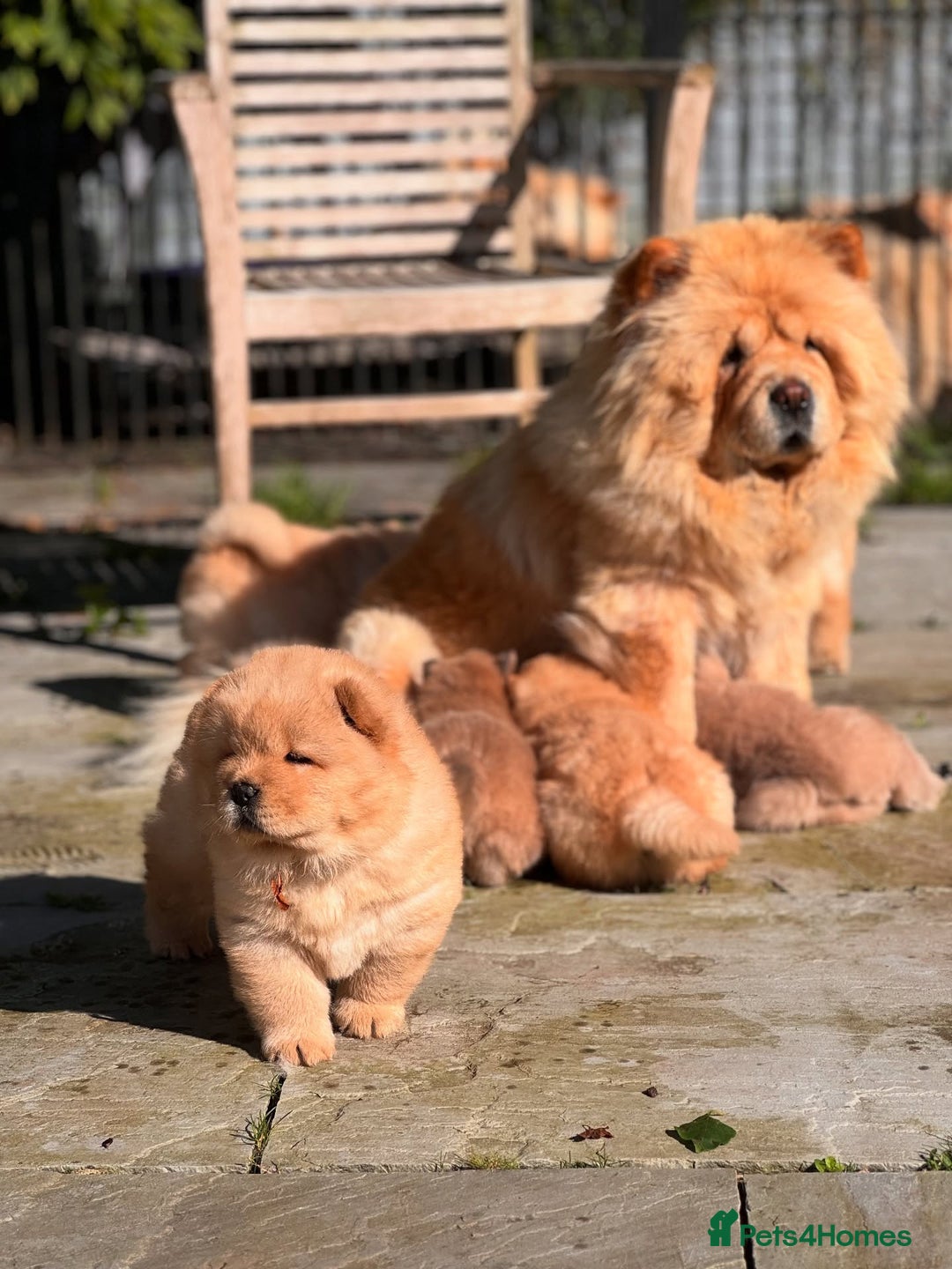 Chow Chow dogs for sale: Adorable Chow Chow Puppies for Sale. - Image 5