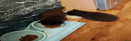 Mixed Breed cats for sale: 3 beautiful kittens  - Advert 15