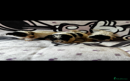Jack Russell dogs for sale: Jack russel - Image 6