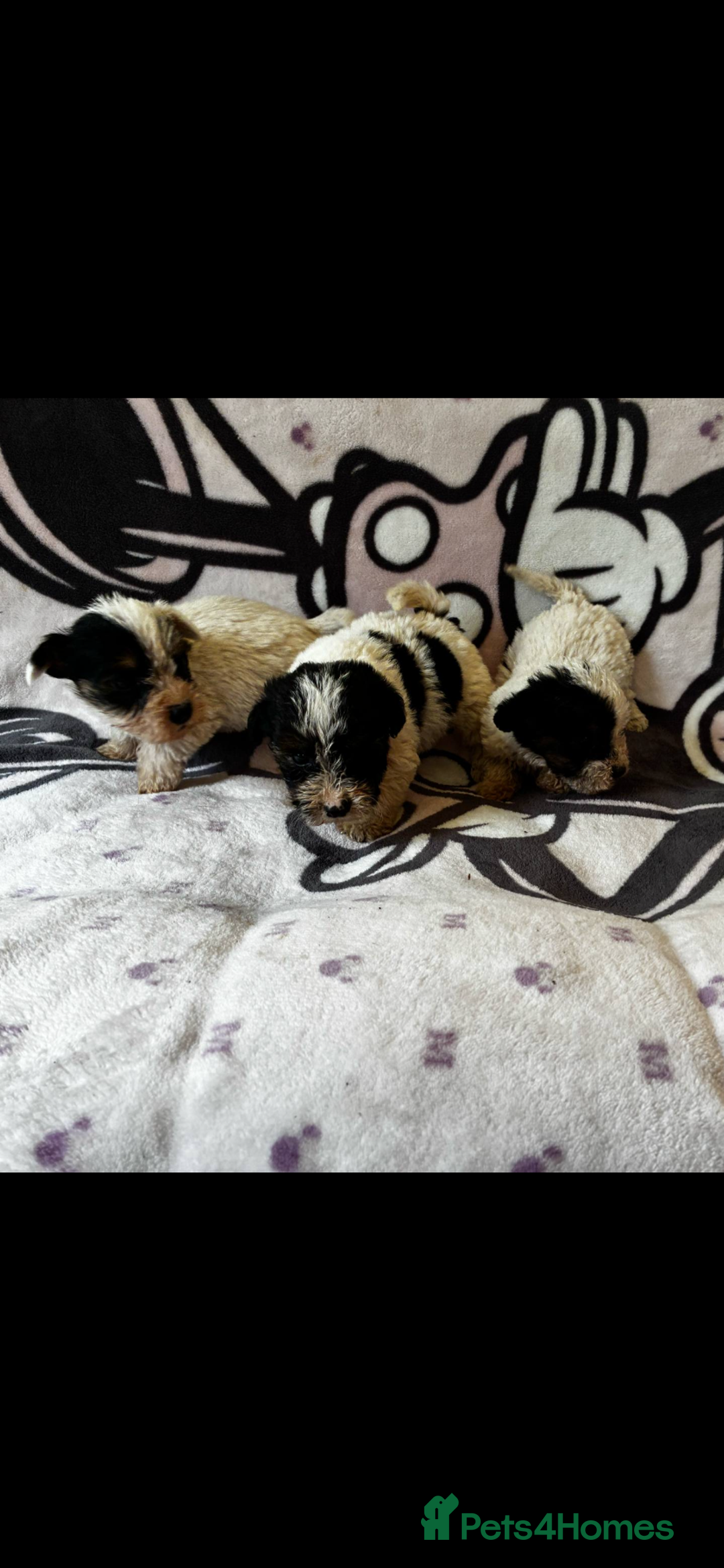 Jack Russell dogs for sale: Jack russel - Image 6