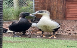 Ducks poultry for sale: Need homes asap!🏡❤️ - Image 3