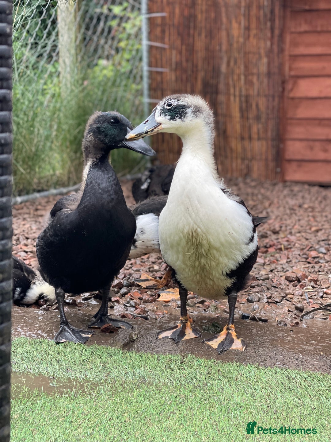 Ducks poultry for sale: Need homes asap!🏡❤️ - Image 3
