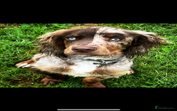 Cocker Spaniel dogs for stud: working cocker spaniel for stud  - Image 1