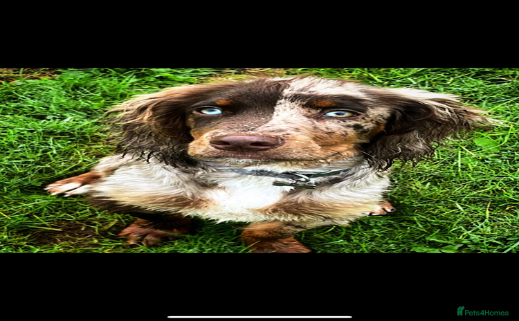 Cocker Spaniel dogs - Advert 2