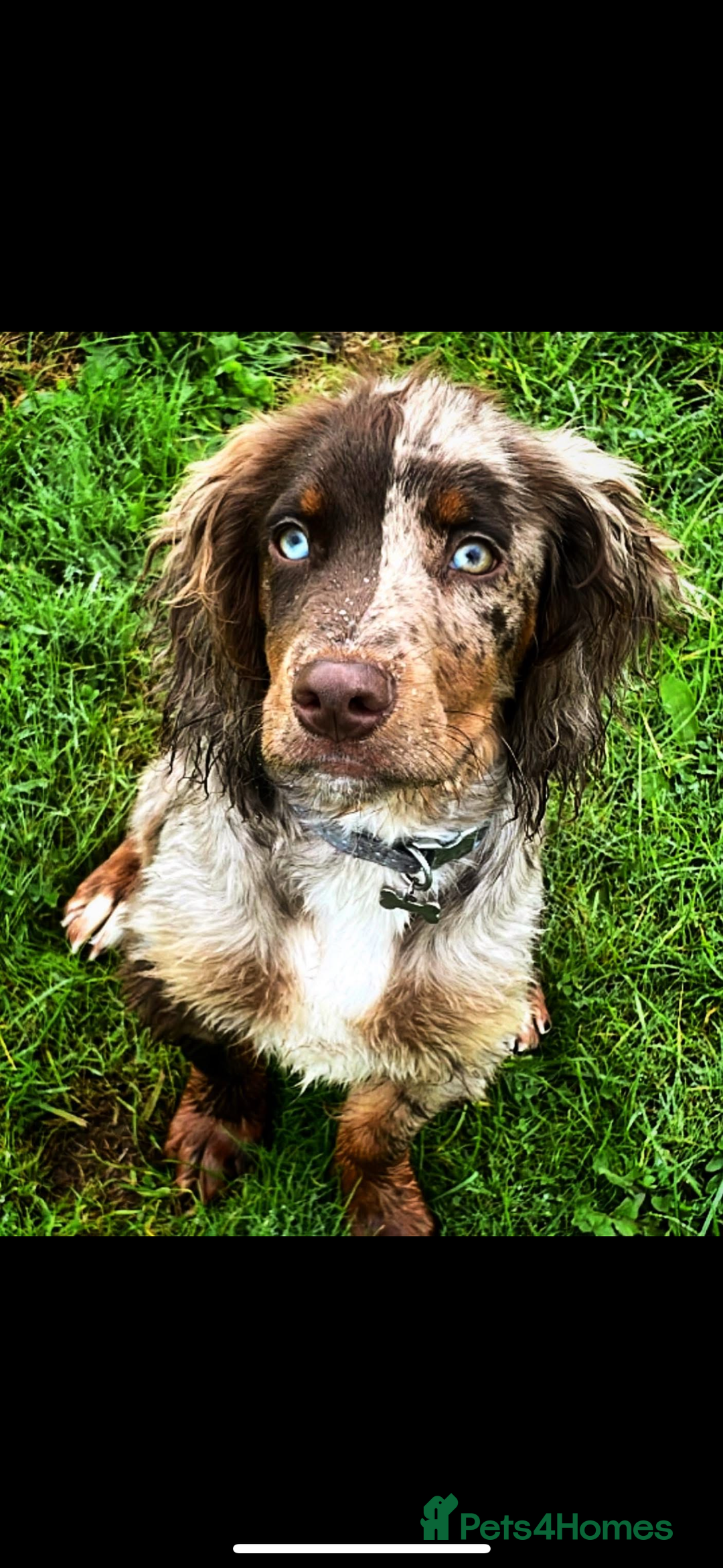 Cocker Spaniel dogs for stud: working cocker spaniel for stud  - Image 1