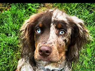 Cocker Spaniel dogs - Advert 7