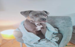 Mixed Breed dogs for sale: 9 month old BFG mastiff cross Reeko 🥰 - Image 1