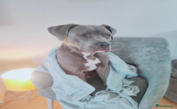 Mixed Breed dogs - Advert 12
