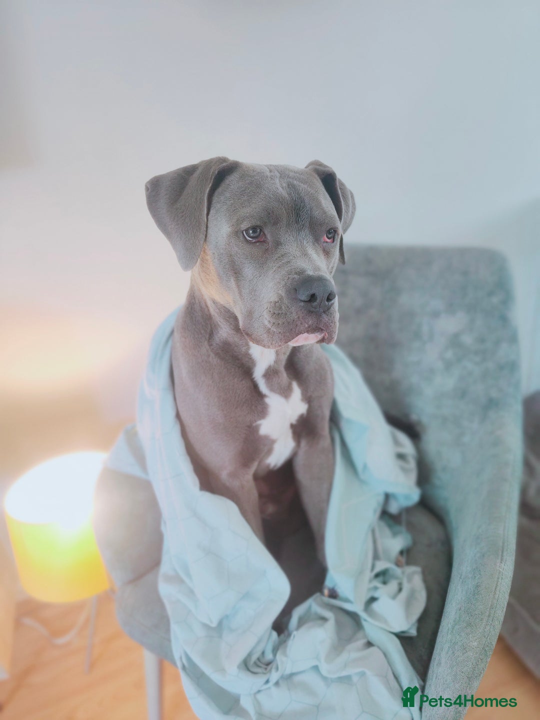Mixed Breed dogs for sale: 9 month old BFG mastiff cross Reeko 🥰 - Image 1