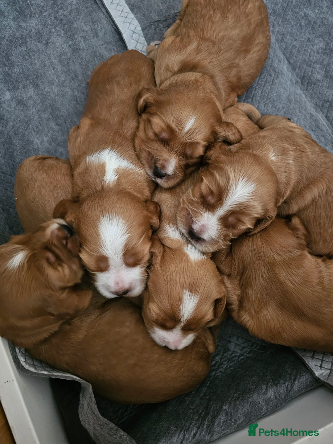Mixed Breed dogs for sale: Cockalier/Springer Spaniel puppies ready for you! in London - Image 9