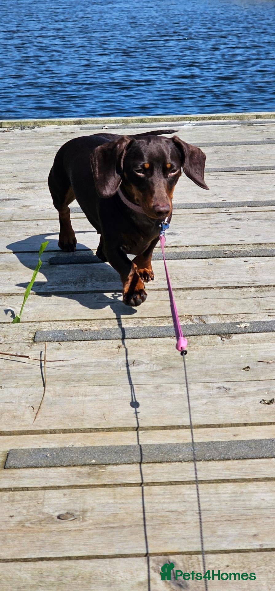 Miniature Dachshund dogs Miniature dachshunds - Advert 3