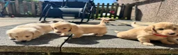 Miniature Dachshund dogs for sale: KC mini ee/ii cream long hair - Advert 8