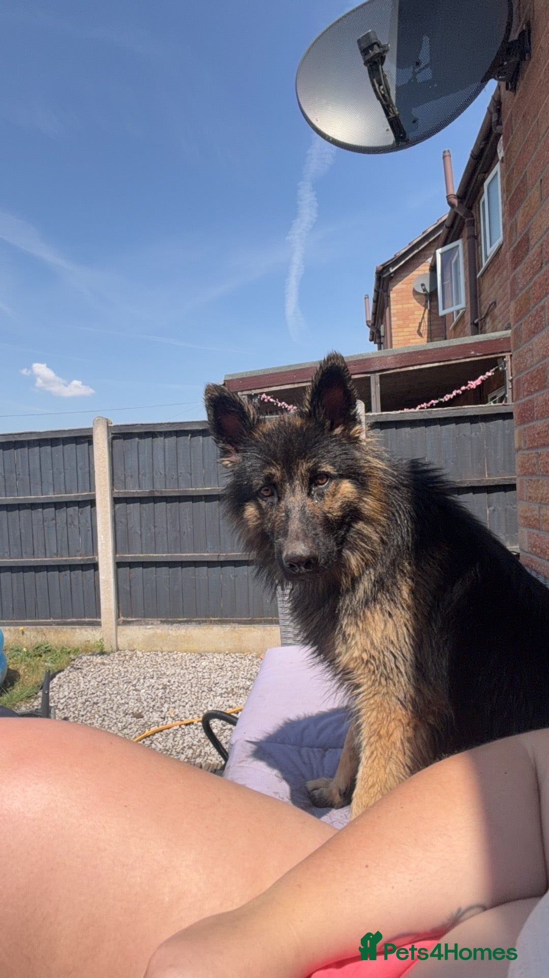 German Shepherd dogs KC Regsitered German Shepherd For Sale - Advert 9