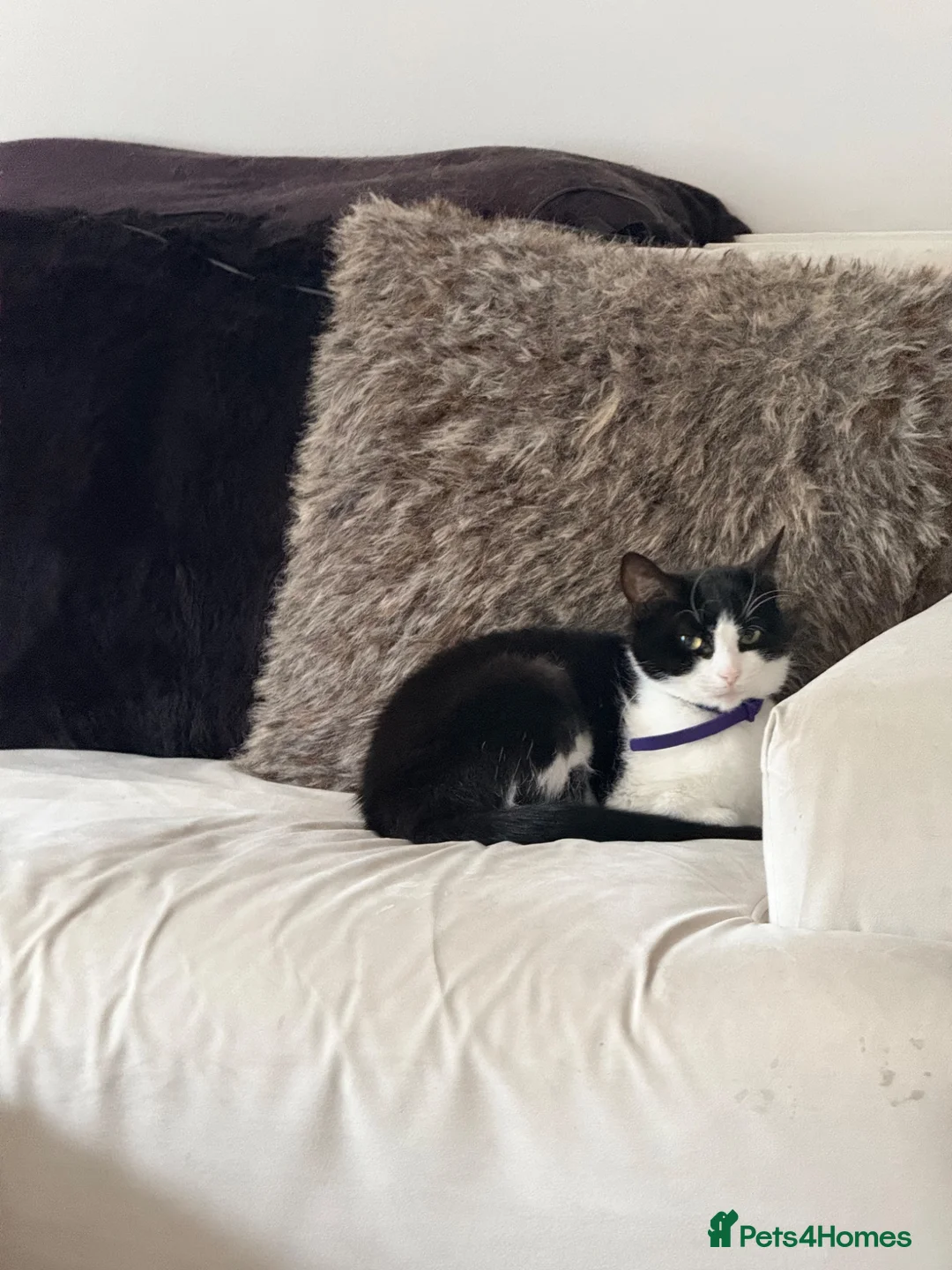 British Shorthair cats for sale: Boba needs a new home - Advert 2