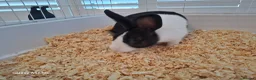 Mixed Breed rabbits for sale: Rabbit  in Altrincham - Advert 5