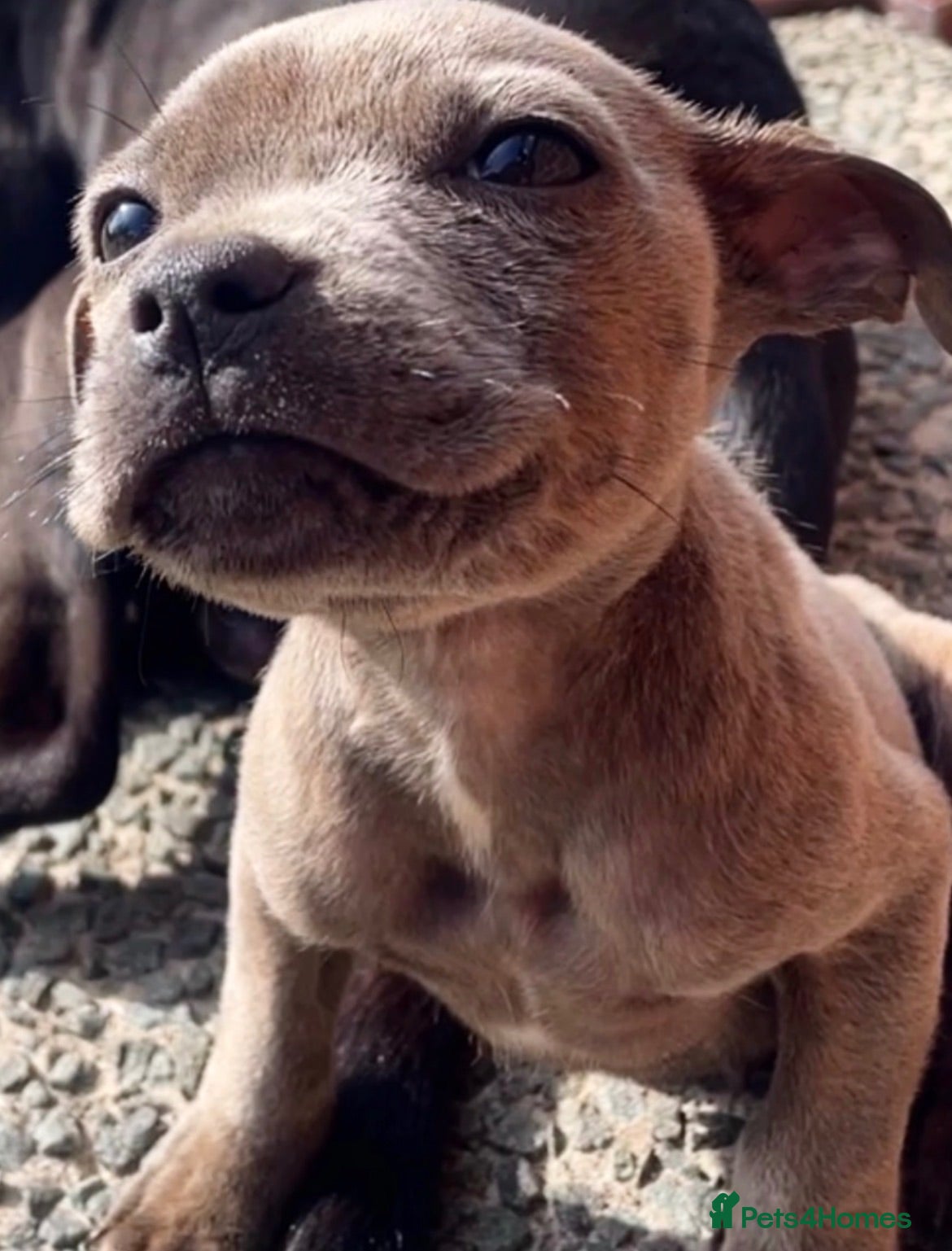Staffordshire Bull Terrier dogs Stunning Blue Girl 🔥❤️🔥Ready to go🐾 - Advert 2